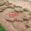 昆明安宁绿泉草坪种植园图片