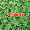 四季青草坪繁殖培育_四季青草坪作用与用途