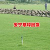 云南昆明哪里有剪古银坪批发_云南昆明哪里有混播草坪批发