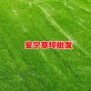 云南省草坪哪家好_云南省开远大草坪- 云南省草坪哪里比较多?