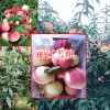 种植丽江雪桃适宜海拔在多少?_15912788180