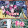 丽江雪桃多少钱?_丽江雪桃大的有多大?