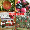 500克的丽江雪桃能卖多少钱?