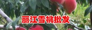 桃树苗——丽江春华雪桃树苗- 丽江雪桃春华树苗