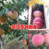 丽江雪桃特点_丽江玉龙县雪桃专业户(合作社)