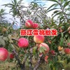 云南丽江桃树苗多少钱?_丽江雪桃桃苗哪里出售