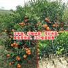 贵州沃柑苗30公分的多少钱?_TEL:13457726806