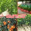 柑桔苗今日均价多少钱？TEL:13457726806