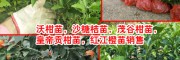云南今日沃柑苗多少钱?-13457726806