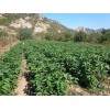 大樱桃苗上市时间-合川区大樱桃苗-大樱桃（车厘子）基地