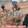 丽江雪桃种苗栽植株行距要求_丽江雪桃种苗种植资料大全