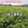 丽江雪桃种苗价格- 丽江雪桃种苗种植资料大全