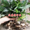 云南,毕节,安岳哪里有滇黄精种苗?18087637320