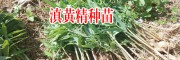 滇黄精种苗种植_滇黄精种苗多少一株