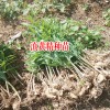 滇黄精种植行距在多少?_滇黄精种苗