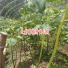 曲靖滇重楼种子种苗_大理滇重楼种苗