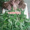 哪个品种重楼高产-重楼亩产量有多少?