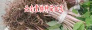 保山滇重楼种苗图片-重楼种子如何催芽?
