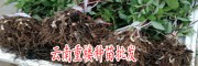 2018滇重楼种苗_滇重楼一年能产多少种子？