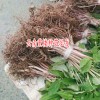 丽江重楼种子-大理,丽江市重楼种子催芽