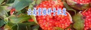 云南滇重楼种苗-如何用根茎种植