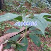 滇重楼种苗/种子种植用山基土