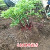 3年滇重楼苗元7/棵