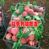 以色列早红桃苗多少钱一棵_以色列早红桃与春桃区别