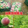 云南以色列早红桃苗多少钱一棵？