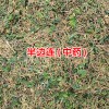 半边连又叫急解索、细米草、蛇舌草-云南哪里有半边连草药