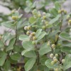 哪里收购蔓荆子-蔓荆子销售是多少?