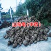 怎么样山乌龟施肥?_山乌龟繁殖-18725230967