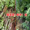 吴茱萸中药材多少钱?_2018吴茱萸价格行情-吴茱萸价格表