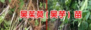 吴茱萸江西中花价格18725230967