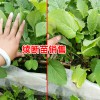 续断分布在哪些地方_出售:18725230967