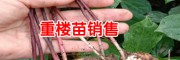 3年保山重楼苗价格-:18725230967