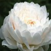 观赏芍药花价格_千层观赏芍药价格- 菏泽观赏芍药价格