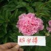 观赏芍药多少钱一棵- 观赏芍药苗多少钱- 观赏芍药能活多少年