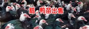 大理白鹅苗价格、楚雄鹅苗批发、大理弥渡商品鹅鸭销售
