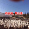 大理养殖场_鹅鸭苗养殖基地