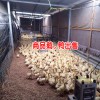 大理哪里买鹅苗包回收?