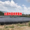 白芨种苗基地图片_白芨培苗基地全景图