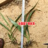 云南白芨一亩要多少种苗?_白芨小苗销售热线