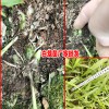 22018白芨一亩能赚多少钱?_白芨树苗商家