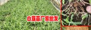 今年一亩地能收多少白芨?_高产白芨苗哪里有卖？