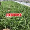 白芨苗怎么种植?_云南昆明白芨小苗厂家有话说