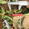 2018三叉白芨苗_三叉白芨苗价格- 三叉白芨苗批发