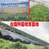 白芨种植施什么肥好?_安宁白芨小苗销售热线