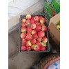 元谋县哪里有昭通苹果|昭通果业基地|13887043679