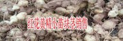 云南种植一亩黄精需要多少斤?-黄精中药材功效与作用